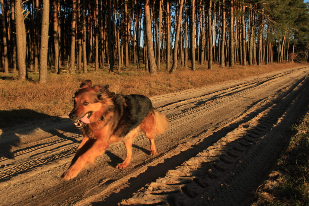 Willkommen im Hund & Munter Blog IMG 9993 Kopie 1024x683